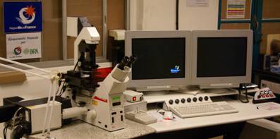 Microscope confocal Spectral SP2 AOBS 405